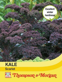 ผัก เคล สกาเล็ท (Kale Scarlet) / 200 เม็ด (UK)