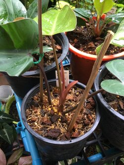 ต้นฟิโล มรกตแดง (Red Emerald Philo) กระถาง 6 นิ้ว