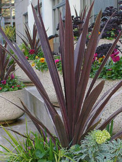 จันผาม่วงออสเตรเลีย (Cordyline australis) / 25 เม็ด (Portugal)*