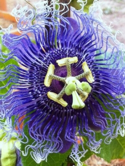 ต้นสร้อยฟ้าฮาวายม่วง กระถาง สูง 30-50 ซ.ม. / ต้น