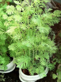 ดอน เรดวูด (Dawn Redwood) / 50 เม็ด (Spain)