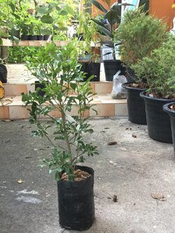 ต้นประยงค์ ถุงดำ สูง 30-50 ซ.ม. / ต้น