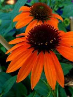 เอ็กไคนาเซีย (Echinacea) สีส้ม / 100 เม็ด