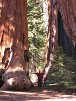 สนยักษ์ซีคัวญ่า (Sequoiadendron Giganteum) / 10 เม็ด (USA)