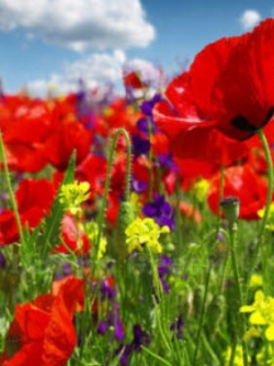 คอร์น ฟิลด์ ป๊อปปี้ (Corn Field Poppy) สีแดง / 84,000 เม็ด (UK)