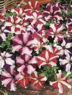 พิทูเนีย สตาร์ฟอล (Petunia Starfall) คละ / 700 เม็ด (Ukraine)