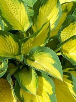 ฮอสต้า ใบเขียว-เหลือง / 200 เม็ด