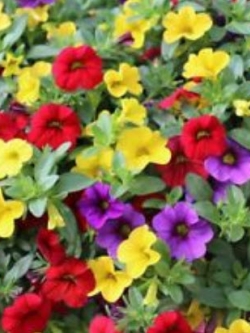 พิทูเนีย (Petunia) คละ / ซอง 100 เม็ด (S048)