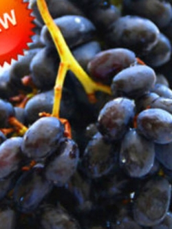 องุ่นดำเคียวโฮ (Kyoho Grape) ไร้เมล็ด / 100 เม็ด