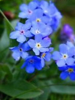 อัลไพน์ ฟอร์เก็ทมีน็อท สีฟ้า (Alpine Forget-me-not) สีฟ้า / 1,000 เม็ด (UK)