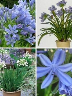 แอฟริกัน ลิลี่ หรืออะกาแพนธัส คละ / 50 เม็ด