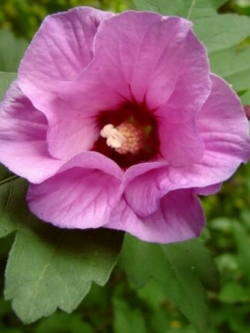 โรสออฟชารอน (Rose of Sharon) ม่วง / 15 เม็ด (Lithuania)