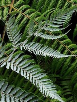 เฟิร์นใบเงิน (Silver Tree Fern) / 25 เม็ด (New Zealand)