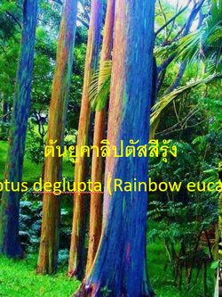 ต้นยูคาลิปตัสสีรุ้ง ยูคาสีรุ้ง สูง 70-100 ซ.ม. เพาะเมล็ดนำเข้า