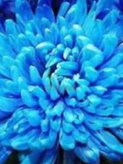 บานชื่น (Zinnia) สีน้ำเงิน / 50 เม็ด (China)