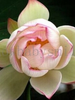 บัวอ่าง (Water Lily) สีชมพู / 5 เม็ด (นอก)