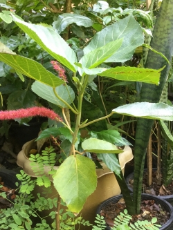 ต้นหางกระรอกแดง กระถาง สูง 30-50 ซ.ม. / ต้น