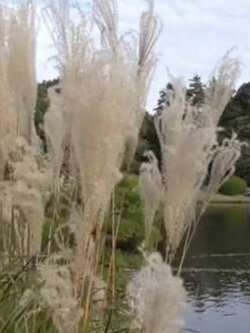 หญ้ามิสแคนทัส (Miscanthus sinensis) / 150 เม็ด (Spain)