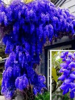 วิสทีเรียต้น (Wisteria tree) คละโทนสีฟ้า-น้ำเงิน / 5 เม็ด