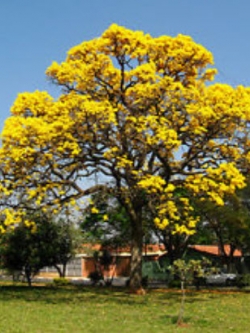ศรีตรัง สีเหลือง (Jacaranda) / 3 เม็ด (Australia)