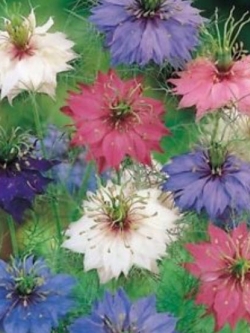 รักในสายหมอก (Love in a Mist - Ragged Lady Mix) / 600 เม็ด (Ukraine)