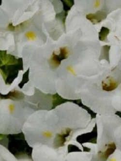 แววมยุรา คาวาอิ (Torenia - Kauai) สีขาว / 25 เม็ด (USA)