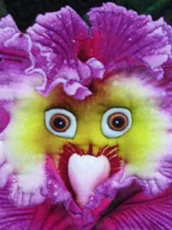 กล้วยไม้ Baby Face Orchid / 100 เม็ด (China)