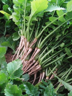 Young Radish [Honam Young Radish] / 300 เม็ด (Korea)