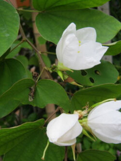 ต้นกาหลงขาว สูง 50-80 ซ.ม. / ต้น