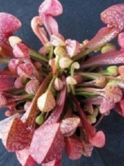 ซาราซีเนีย ปากนกแก้ว (Parrot Pitcher Plant) / 5 เม็ด (USA)