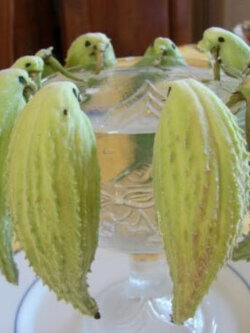 คอมม่อน มิลค์หวีด หรือนกหงส์หยก / 20 เม็ด (France)