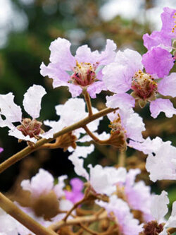 เมล็ดตะแบก (Bungor) / 100 เม็ด