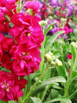 ไวโอเล็ต (Violet) คละสี / ซอง 50 เม็ด (A001)