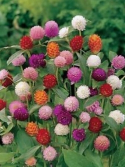 บานไม่รู้โรย (Globe Amaranth) คละสี / 80 เม็ด (Lithuania)