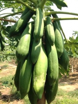 มะละกอส้มตำ หรือมะละกอครั่ง / 10 เม็ด