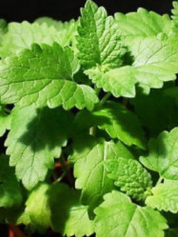 แค็ทนิพ หรือแค็ทมิ้นท์ (Catnip) / 800 เม็ด (นอก)