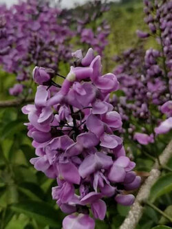 ต้นคูนม่วงแคระ ต้นใหญ่ สูง 1.30-1.50 เมตร ติดดอกแล้ว