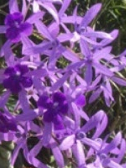 พวงครามออสเตรเลีย / 20 เม็ด (ไทย)