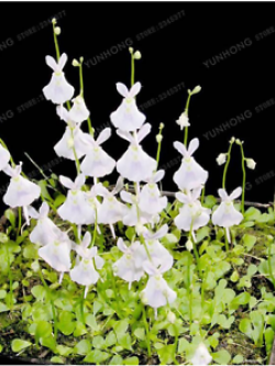 พืชกินสัตว์ White Rabbit Bladderwort / 100 เม็ด (นอก)
