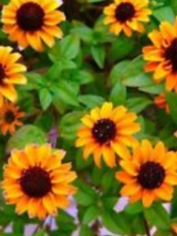 บานชื่นเลื้อย (Sanvitalia Procumbens) สีเหลือง / 260 เม็ด (UK)