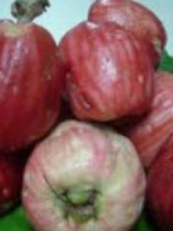 ต้นชมพู่สาแหรก เพาะเมล็ด สูง 55-70 ซ.ม.