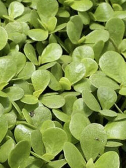 ผักเบี้ยใหญ่สีทอง (Golden Purslane) / 1,000 เม็ด (UK)