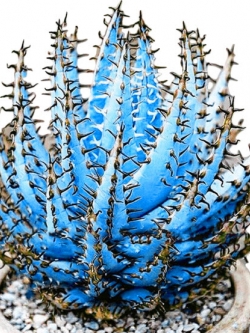 ว่านหางจระเข้ (Aloe Vera) สีฟ้า หนามน้ำตาล / 100 เม็ด