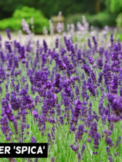 ลาเวนเดอร์ สปิก้า (Lavender Spica) / 25 เม็ด (Australia)