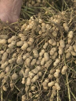 ถั่วลิสง (Groundnut Peanut) / 10 เม็ด (นอก)