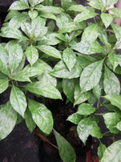 ต้นกุหลาบพุกาม กระถาง 10 นิ้ว สูง 75-100 ซ.ม.