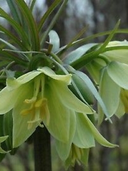 มงกุฏจักรพรรดิ์ (Crown Imperial) สีเขียว / 50 เม็ด