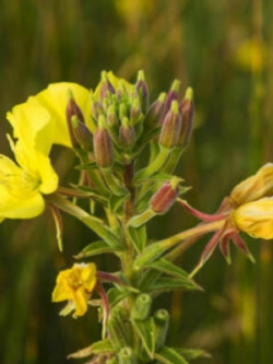 คอมม่อน พริมโรส (Common Primrose) เหลือง / 4,000 เม็ด (Australia)