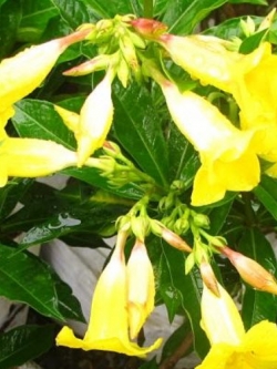 ต้นบานบุรีอัฟริกัน ดอกเหลือง กระถาง สูง 50-60 ซ.ม. / ต้น