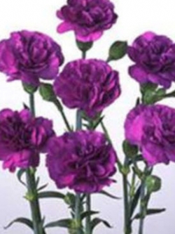 คาร์เนชั่น สีม่วง (magenta) / 175 เม็ด